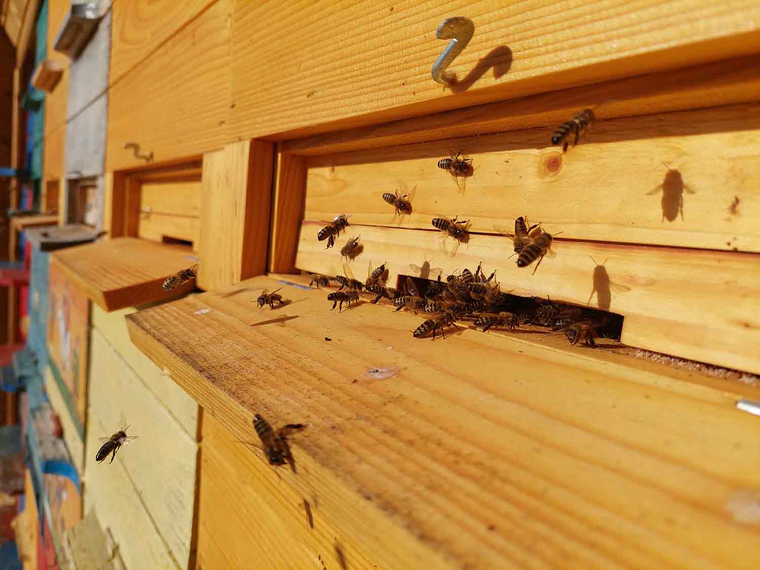 Home The Running Beekeeper - The AZ Hives