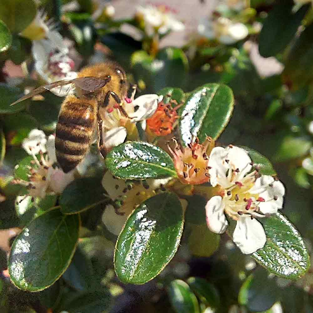 Home Carniolian Bee - Apis mellifera Carnica