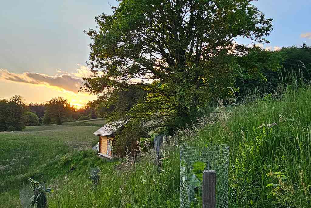 apiary sunset