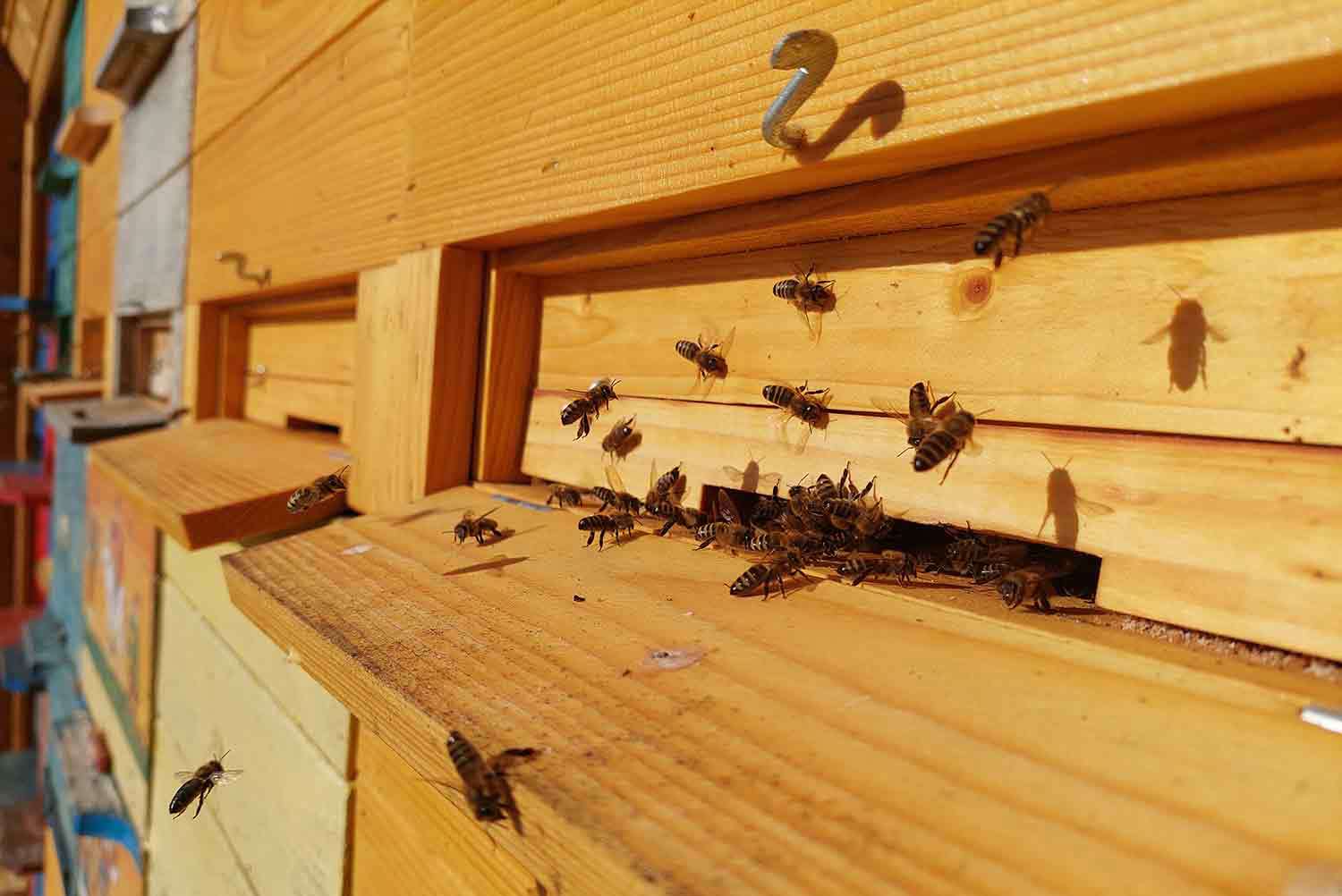 front of the AZ hive - bees flying